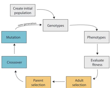 Figure 2.2: The life of an individual in a basic evolutionary algorithm.