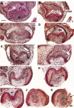 Fig. 2. Met expression in transgenic embryos revealed by polymerasechain reaction (PCR).correspond to Met D/+ embryos with 350 and 500 base pair PCR products.base pair PCR products