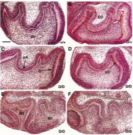 Fig. 3. Histological sections of in vitroB) or 7 (C-D) days of culture, the sagittal sections reveal functionalsections of a specimen illustrating fusion of M1 and M2