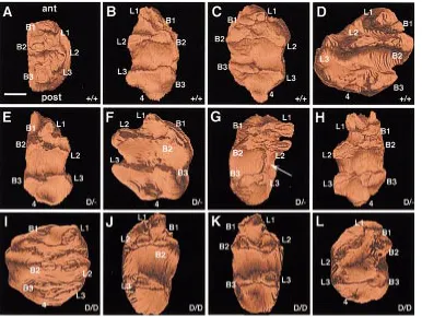 Fig. 4. 3D reconstructions of the den-