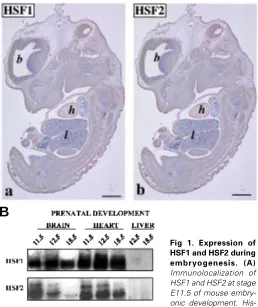 Fig 1. Expression of
