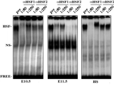 Fig. 5. Induction of HSF2 DNA-binding activity during heart develop-ment.with preimmune serum (pre; dilution 1:10), or antibodies against HSF1 andcontrol for HSF2 (dilutions 1:50 and 1:250) prior to gel mobility shift assay