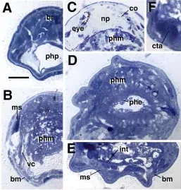 Fig. 5. Anatomy of juvenile Gieysztoria. All panels show cross sectionsmusculature (ms)