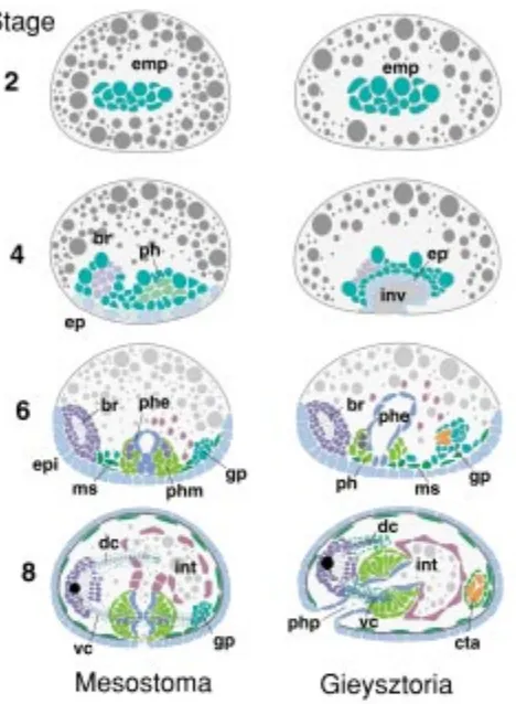 Fig. 8. Comparison of morphogenesis in Mesostoma, a typhloplanoidflatworm, and Gieysztoria.brain; cta cuticular apparatus; dc dorsal connective; ein embryonic invagi-nation; emp embryonic primordium; ep epidermal primordium; epi epider-mis; gp genital prim