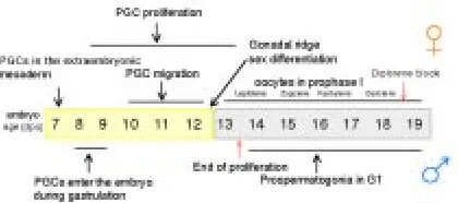 Fig. 2. Schematic representation of methods used for the isolationand purification of mouse PGCs.purification by Percoll gradient