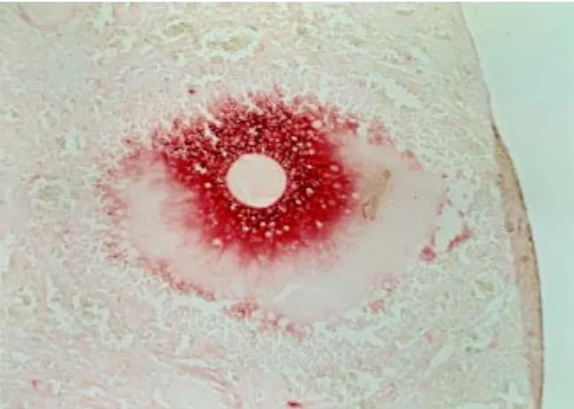 Fig. 1. Localization of hyaluronan in cumulus matrix. The image shows a peri-ovulatoryfollicle from a hamster ovarian section stained with biotinylated hyaluronan binding proteinsfollowed by avidin-peroxidase (Salustri et al., 1992).