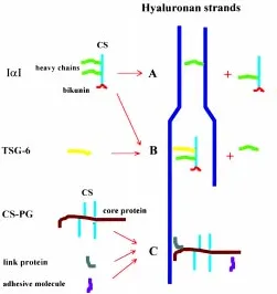 Fig. 2. Models for interaction between hyaluronan, IαCS-PG binds to hyaluronan, an interaction that is stabilized by the linkto a hyaluronan through a reaction in which hyaluronan displaces the CSanother hyaluronan strand by positive charge residues leadin