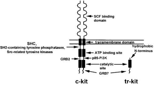 Fig. 1. Schematic representation of two distinct c-kit gene products