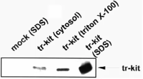 Fig. 3. Western blot analysis of equal amounts of protein from soluble(cytosol), detergent solubilized (Triton X-100) and detergent-insoluble(SDS) extracts from control COS cells (mock) or from COS cells producingrecombinant tr-kit after transfection with a eukaryotic expression plasmid(tr-kit).