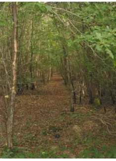 Figure 1. The woodland 