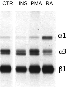 Fig. 6. Integrin αantibodies followed by peroxidase labeled secondary antibodies. Note theverse section of a mouse embryo hind leg at E15.5, stained with enrichment of V is expressed in developing mouse muscle