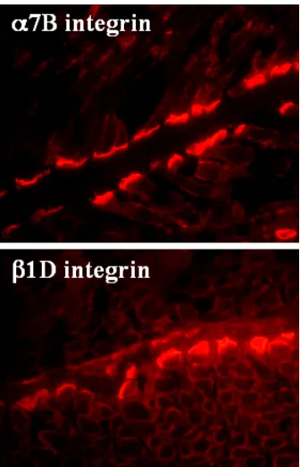 Fig. 8. Increased cellular contractility is induced by βisoforms were plated on silicone rubber film