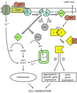 Fig. 3. Regulation of cAMP signalingreceptors (CAR) leads to dissociation of Gactivate adenylylcyclase (ACA)