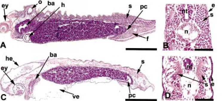 Fig. 4. TSA treatment causes numerous