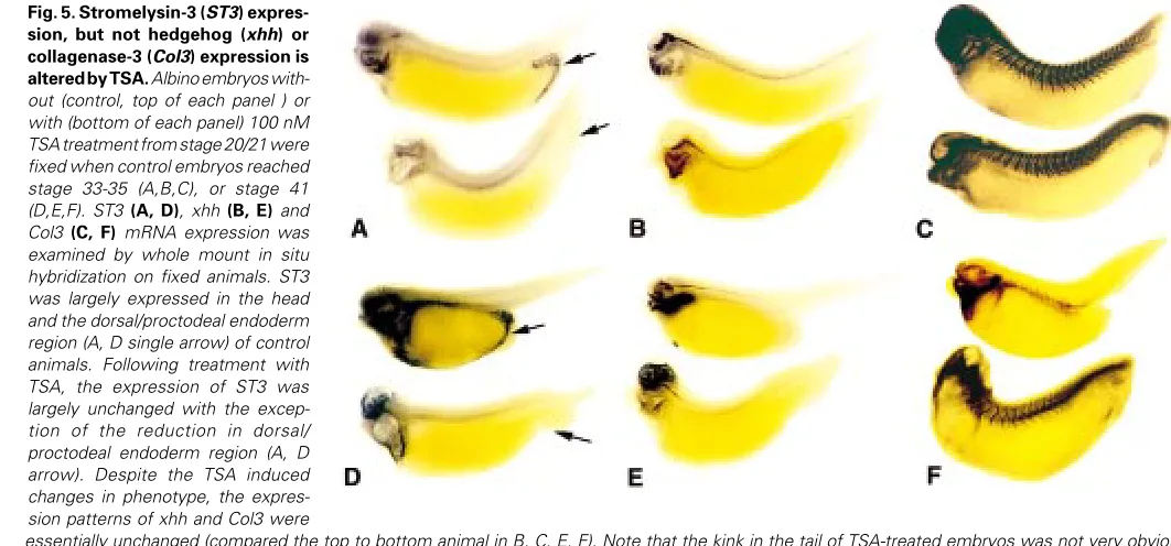 Fig. 6. RT-PCR analysis confirms the reduction in ST3 expression inembryonic tails by TSA treatment.(control, -) or with (+) TSA beginning at stage 20