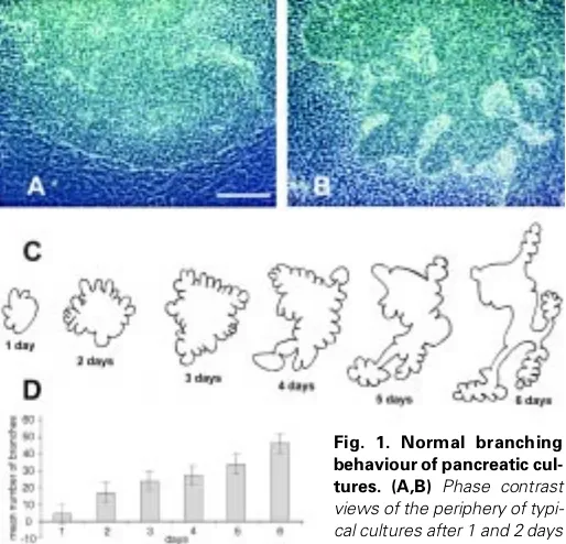 Fig. 1. Normal branching