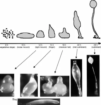 Fig. 1. Dictyostelium development. Under conditions of starvation, Dictyostelium cells aggregate inresponse to extracellular cAMP pulses to form a fruiting body containing spores
