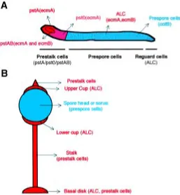 Fig. 2. Different cell types and their fate at culmination. Despite its