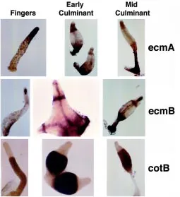 Fig. 4. Different cell types revealed by in situ hybridization. Structuresat different stages of development were hybridized with specific riboprobesto study cell type differentiation and morphogenesis