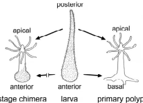 Fig. 1. Schematic illustration of the pattern of a planula larva, aprimary polyp and a stage chimeraforms into the basal part of the primary polyp, while the posterior part of thelarva transforms into the apical part of the polyp