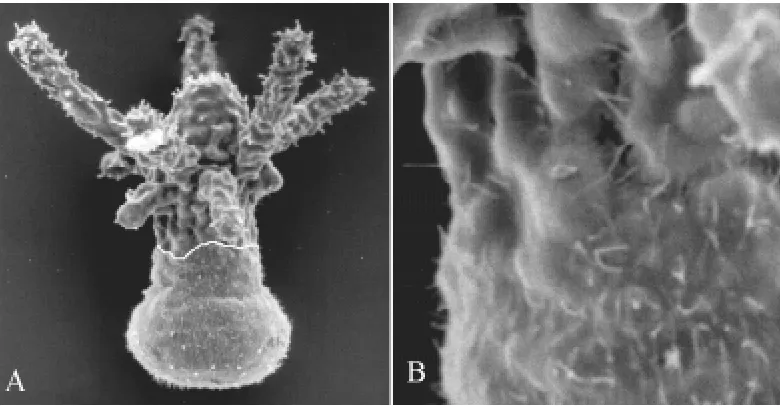 Fig. 2. Scanning electron micro-graphs of stage chimeras. (A)stage chimera with ciliated anteriorbetween ciliated anterior larval andnon-ciliated apical polyp tissue