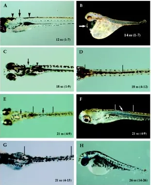 Fig. 7. Pigment patterning and developmental abnor-