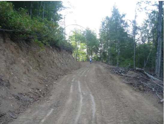 Figure 1. Forest road in study area.  