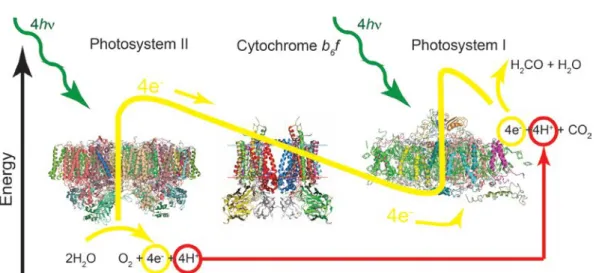 Figure 3:A schematic diagram of natural photosynthesis. Natural photosynthesis is  engineered for direct conversion of CO 2  from the air with 10-12 photons per CO 2  for  the highest chemical yield