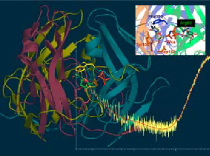 Figure  1.  dUTPase  mechanism  revealed  by  X-ray  crystallography  and  kinetics.  The  intricate  and  unique  fold  of  homotrimeric  dUTPases  is  shown for the human enzyme in color-coded ribbon models