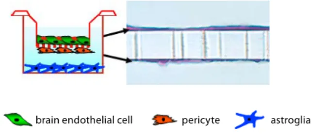 Figure  1:  Co-culture  model  of  the  BBB  (Nakagawa,  Deli  et  al.,  2007; 