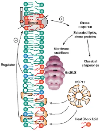 Figure  1.  A  model  of  the  crosstalk  between  the  stress  sensory  membrane,  hsp  gene  expression,  and  the  membrane  association  of a specific subset of HSPs (see vigh et al, TIBS, 2007)