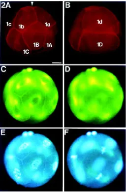 Fig. 2. Eight-cell-stage embryo with F-actin envelopes around lateprophase nuclei. Triple staining of one embryo with TRITC-Phall for F-actin