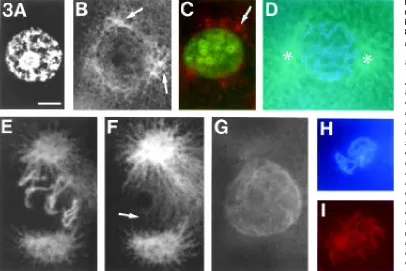 Fig. 3. Distribution of F-actin andmicrotubules around nuclei from