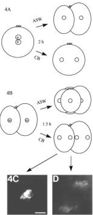 Fig. 4. Effects of CB on the F-actin envelope formation in zygotes andincubated in metaphase (m) for 1.5 h in 10 treated embryos remained uncleaved, but mitoses occurred normal