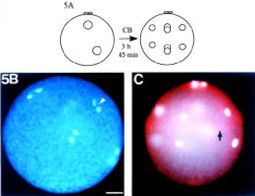 Fig. 5. Effects of experimentally blocked F-actin envelope formationg CB/ml ASW for 3 h 45 min