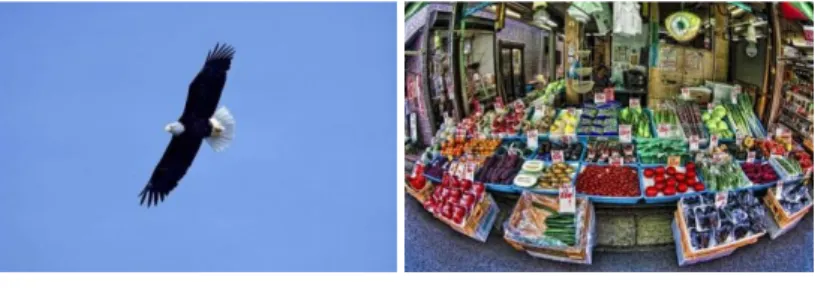 Figure 1. An intuitive example  for the diﬀerences in content amount. Both  images  have  a  resolution  of  14.5  megapixels,  but  while  the  one  on  the  left  contains a single object in front of a homogeneous background, the image on  the right has 