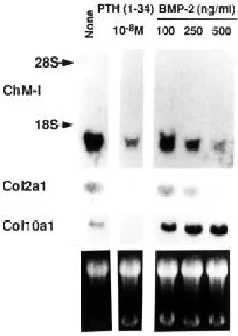 Fig. 8. X collagen mRNA. The bottom panel shows ethidium bromide-stainedChM-I mRNA, for 1 h to detect type II collagen mRNA, or 16 h to detect type(Col10a1)