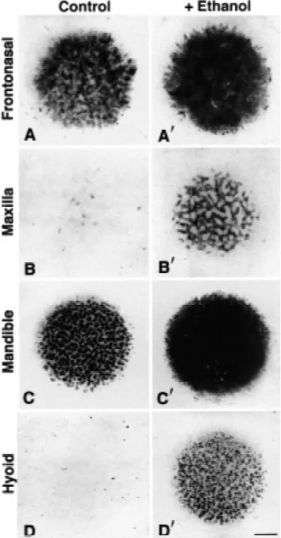 Fig. 1. Micromass cultures of stage 24 chick embryo facial mesen-chyme cells that were incubated for 3 days in the absence (control) ormesenchymes formed little or no Alcian blue-stainable cartilage matrix
