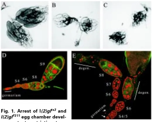 Fig. 1. Arrest of l(2)glts3 and