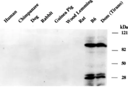 Fig. 1. Detection of novel Sry interactive proteins in the adult mousetestis and brain