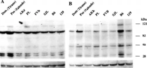 Fig. 3. The Sry-Sip interactions are(A, GST, left 2 lanes). The same ex-labeled GST-B6Sry-Q probe (contain-labeled and used in farwestern blot-periment was performed with a Q domains as competitors at 10X excess and were abolished at higher competitor to p