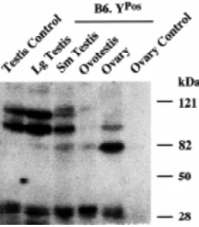 Fig. 6. Sips are associated with spermatogenic activity in the adulttestis.42, and 112 days after birth and control adult testis and ovary were analyzedwith farwestern blotting using GST-B6Sry-Q as a probe (upper panel)