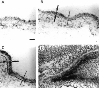Fig. 1. Expression of galectin-7Remarkable area of abrupt transi-Bar, 25 of in situ hybridization of near-Note that the intensity of hybrid-tion between high expressionsal epidermis, mis, the hybridization signal correlatessagittal sections of E14.5 mouseµ
