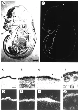 Fig. 2. Expression of galectin-7 mRNAs in the E16.5 mouse embryo. A near-sagittal section