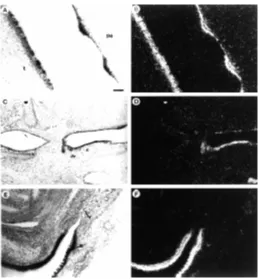 Fig. 3. Near-sagittal sections of E16.5 mouse embryo were hybridized in situ usinggalectin-7 mRNA expression which coincides with the transition betweenan antisense galectin-7 riboprobe