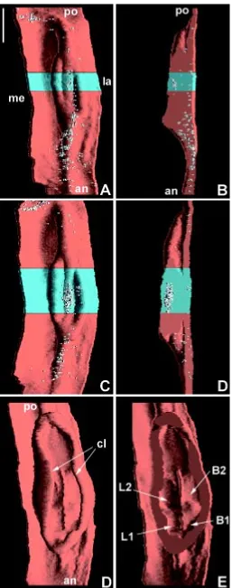 Fig. 1. Three-D reconstructions of the dental epithelium of the firstlower molar at the early cap stage at ED14 (A-B), well formed cap atand lateral views of thick section inner dental epithelium showed a major longitudinal folding in the anteriorposterior