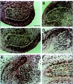 Fig. 5. Histological sections of E-14 (A,B,C,D,E) and