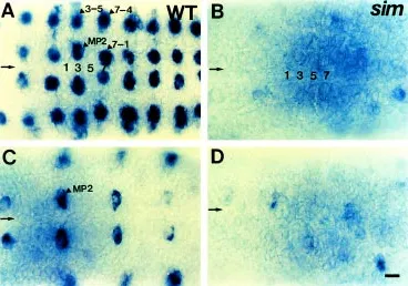 Fig. 2. The CNS midline cells are re-quired for the proneural gene ac ex-in the MP2 and SI NBs 3-5, 7-1, and 7-4.ac is expressed in MP2 and lateral NBbryos