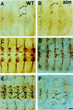 Fig. 3. The CNS midline cells are also required for en expression in S1NBs 7-1 and 7-4, GMCs, and neurons during neurogenesis