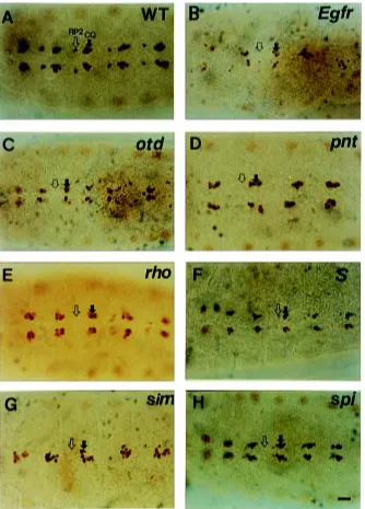 Fig. 6. The CNS midline cells are also required for the formation of the GMCs and neuronsduring mid-stage neurogenesismutant embryos, eve expression in the RP2 neurons is absent in some of the segments, butshown